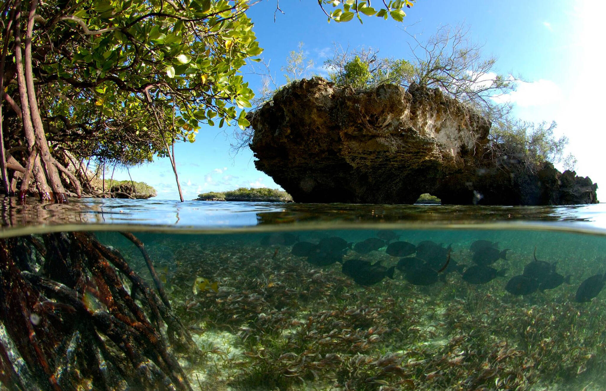 Озеро в центре острова. Атолл Альдабра на Сейшелах. Альдабра Сейшельские острова Затерянный Атолл. Атолл Альдабра ЮНЕСКО. Альдабра индийский океан.